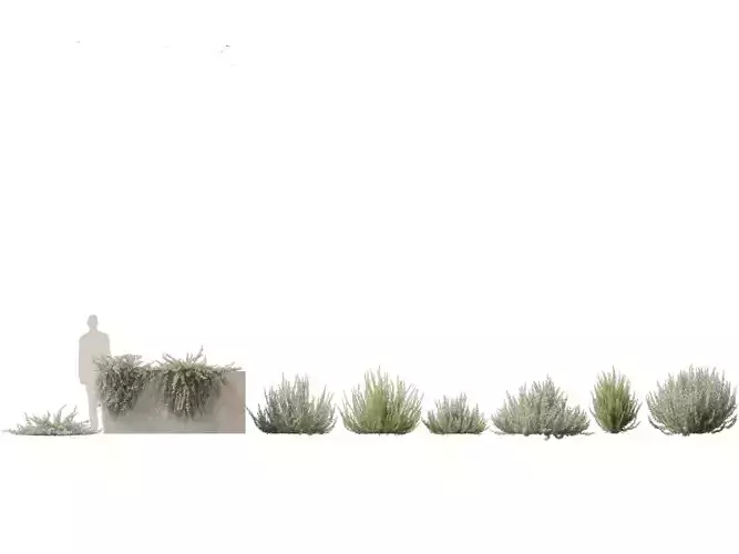 Rosmarinus officinalis - Rosemary  3D model
