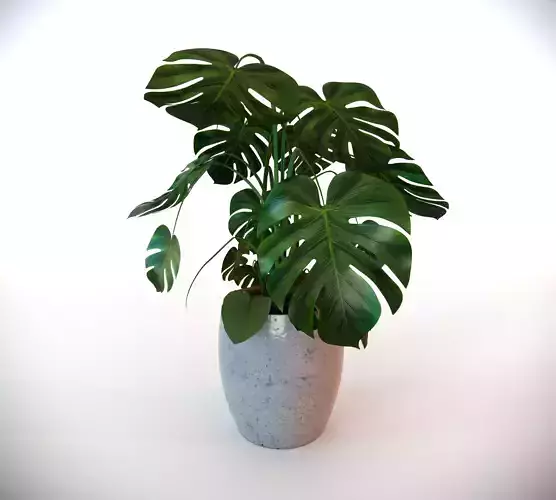 Plant Monstera Vase 