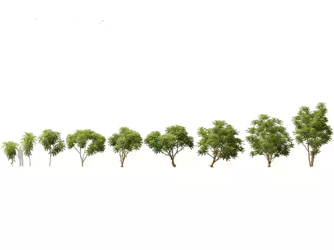 Averrhoa bilimbi - Cucumber Tree