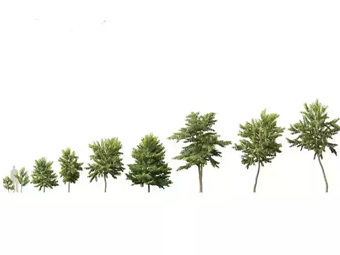 Cananga odorata - Ylang Ylang