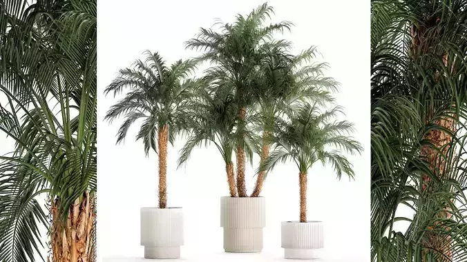 Small palm tree in a white pot Date Robelena thickets 3D model