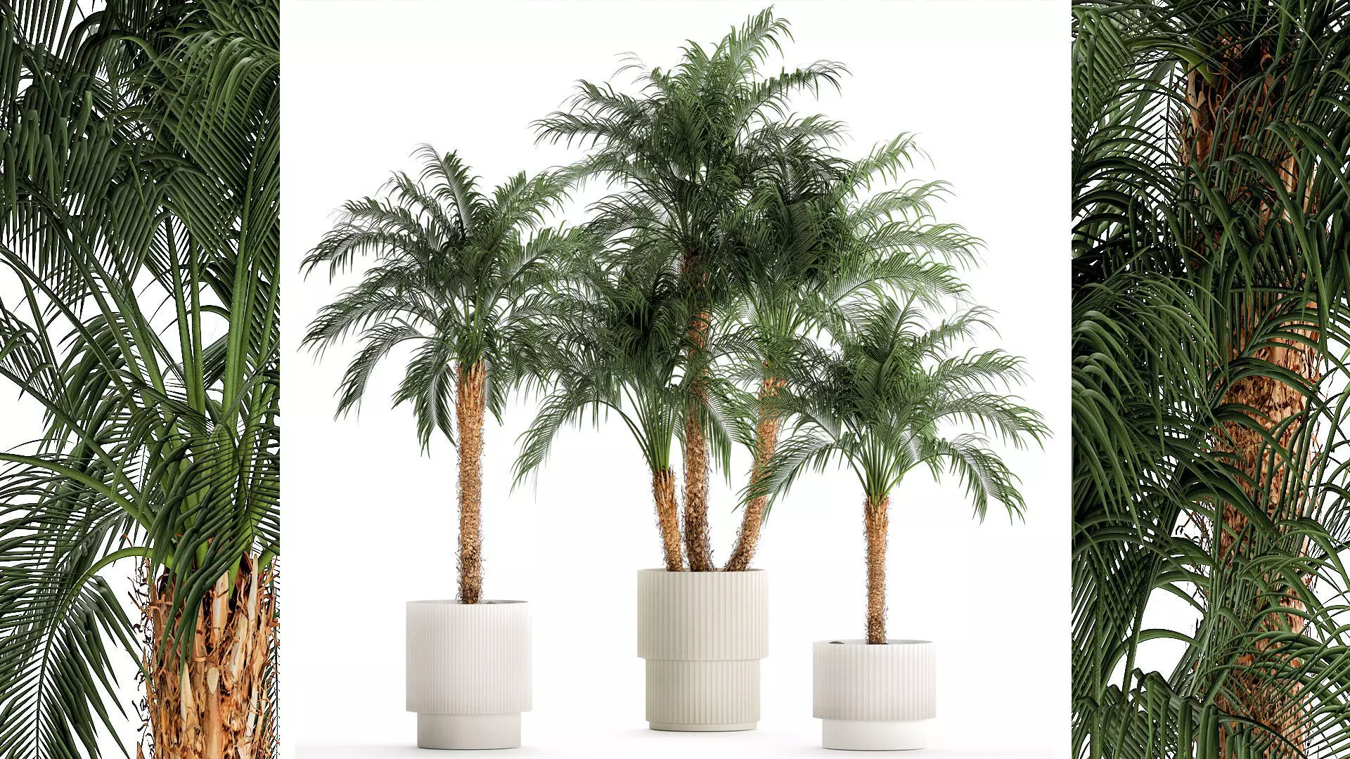 Small palm tree in a white pot Date Robelena thickets 3D model