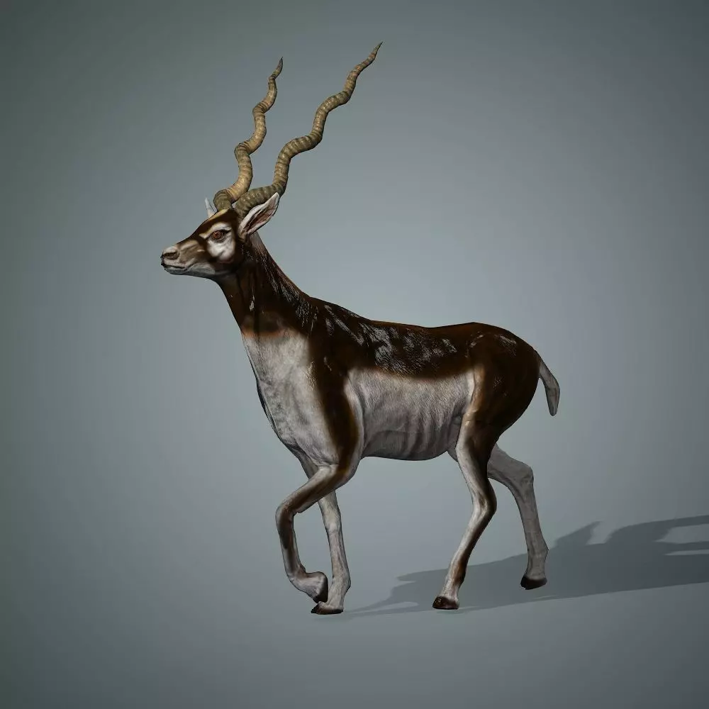 Antelope 3D with animation 3D model_0