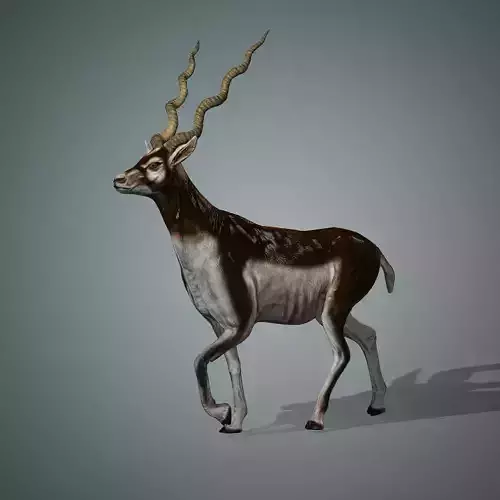 Antelope 3D with animation
