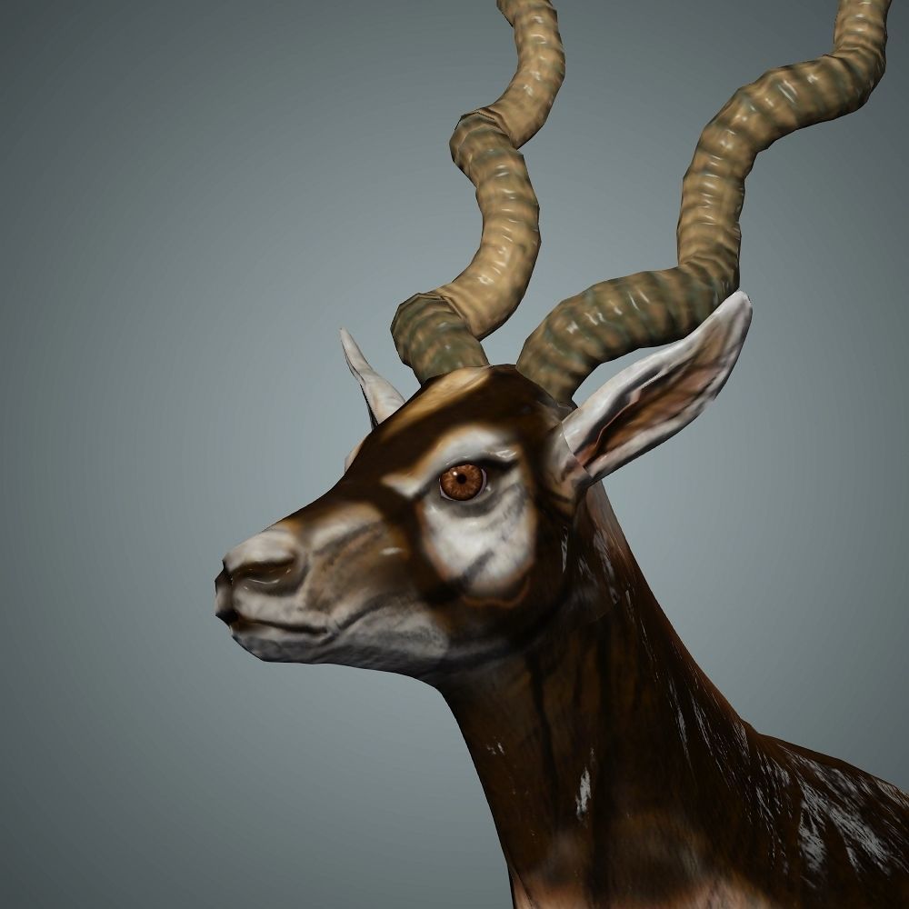 Antelope 3D with animation 3D model_3