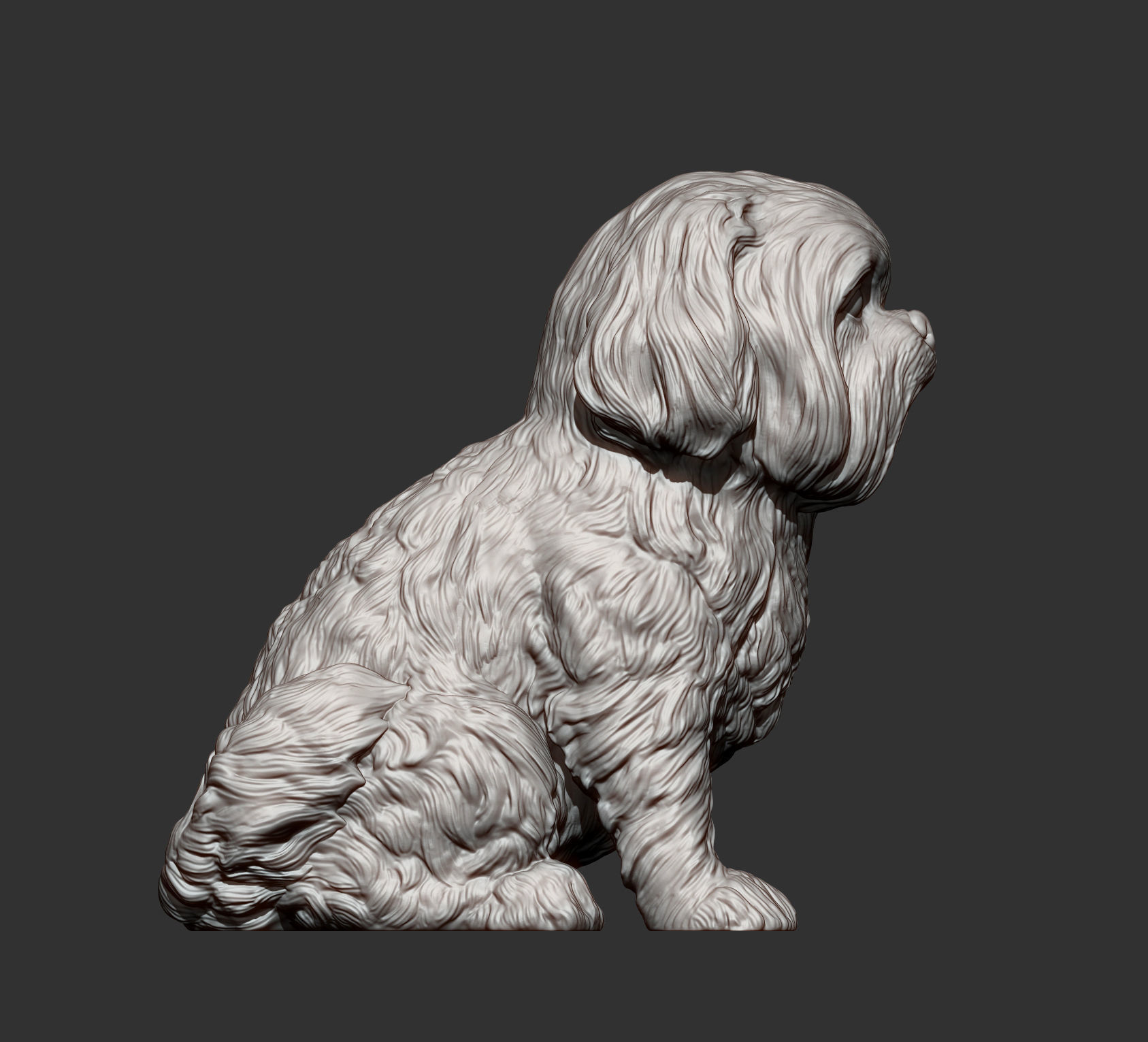 British Shih Tzu 3D print model 3D print model_12