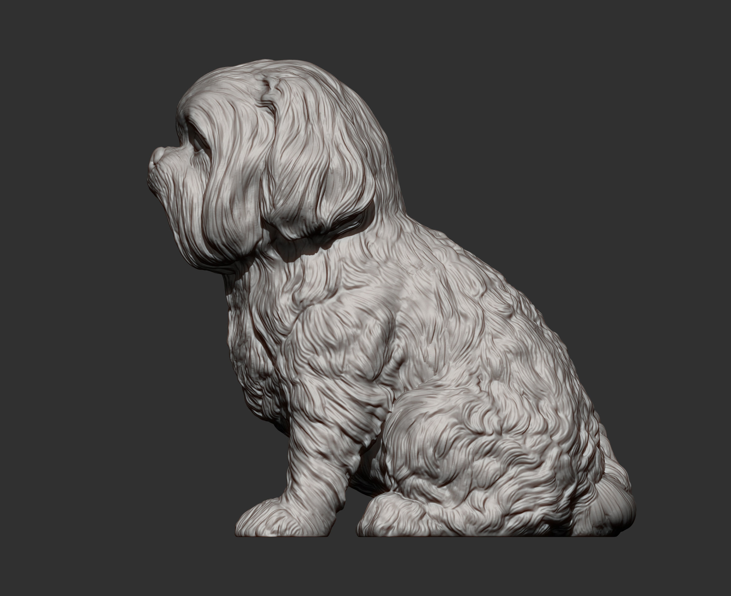 British Shih Tzu 3D print model 3D print model_13