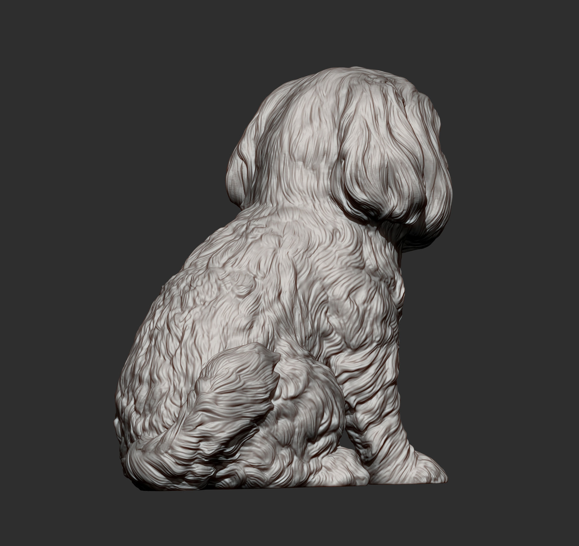 British Shih Tzu 3D print model 3D print model_7
