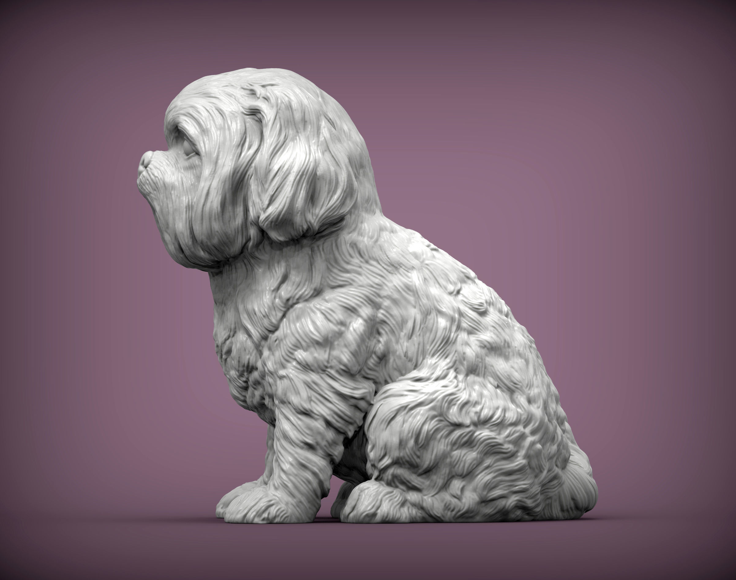 British Shih Tzu 3D print model 3D print model_5