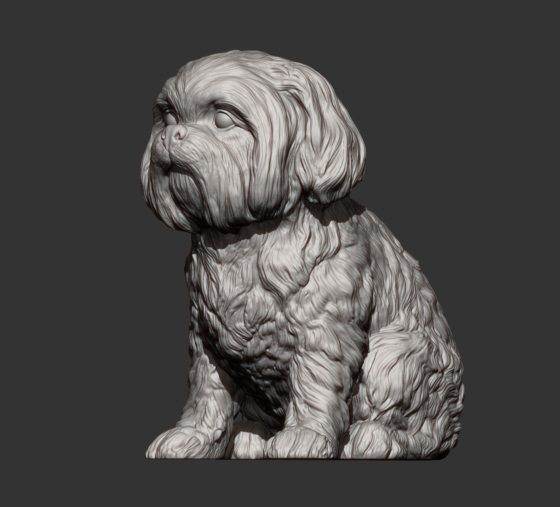 British Shih Tzu 3D print model 3D print model_11