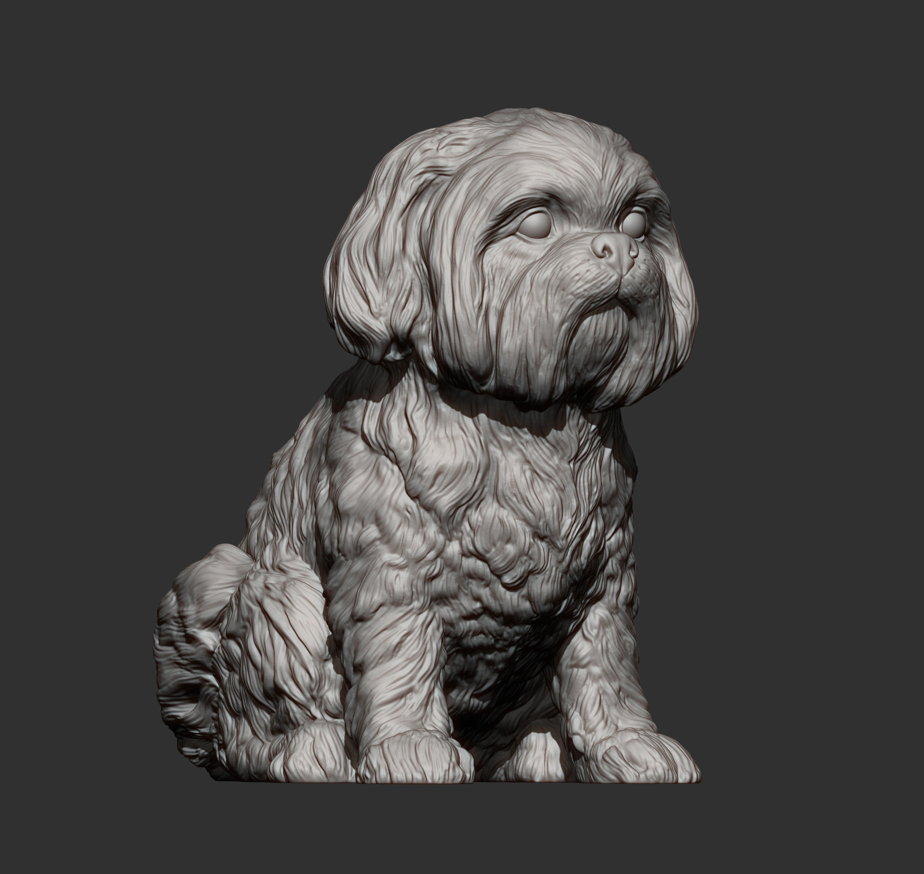 British Shih Tzu 3D print model 3D print model_9