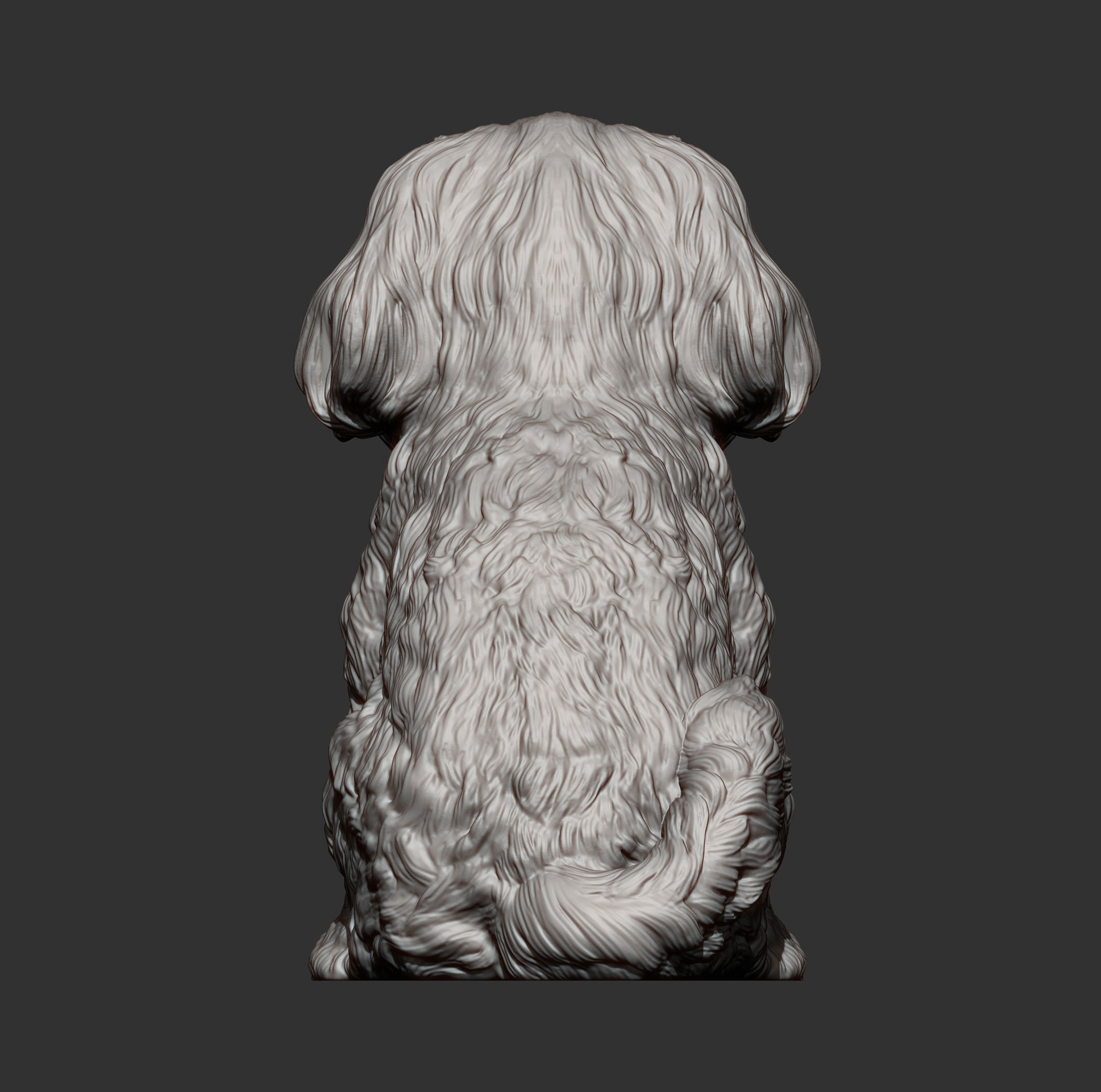 British Shih Tzu 3D print model 3D print model_10