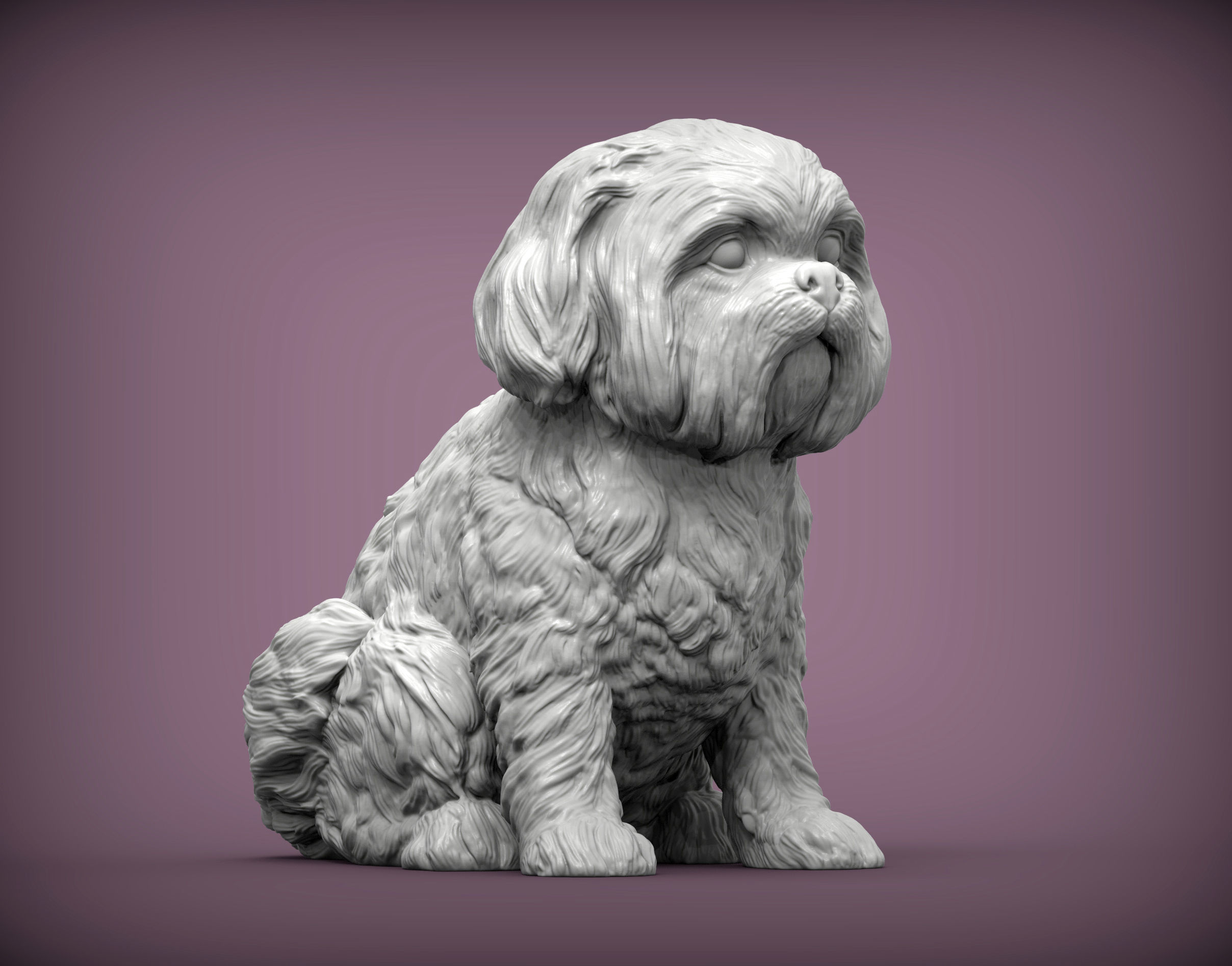 British Shih Tzu 3D print model 3D print model_2