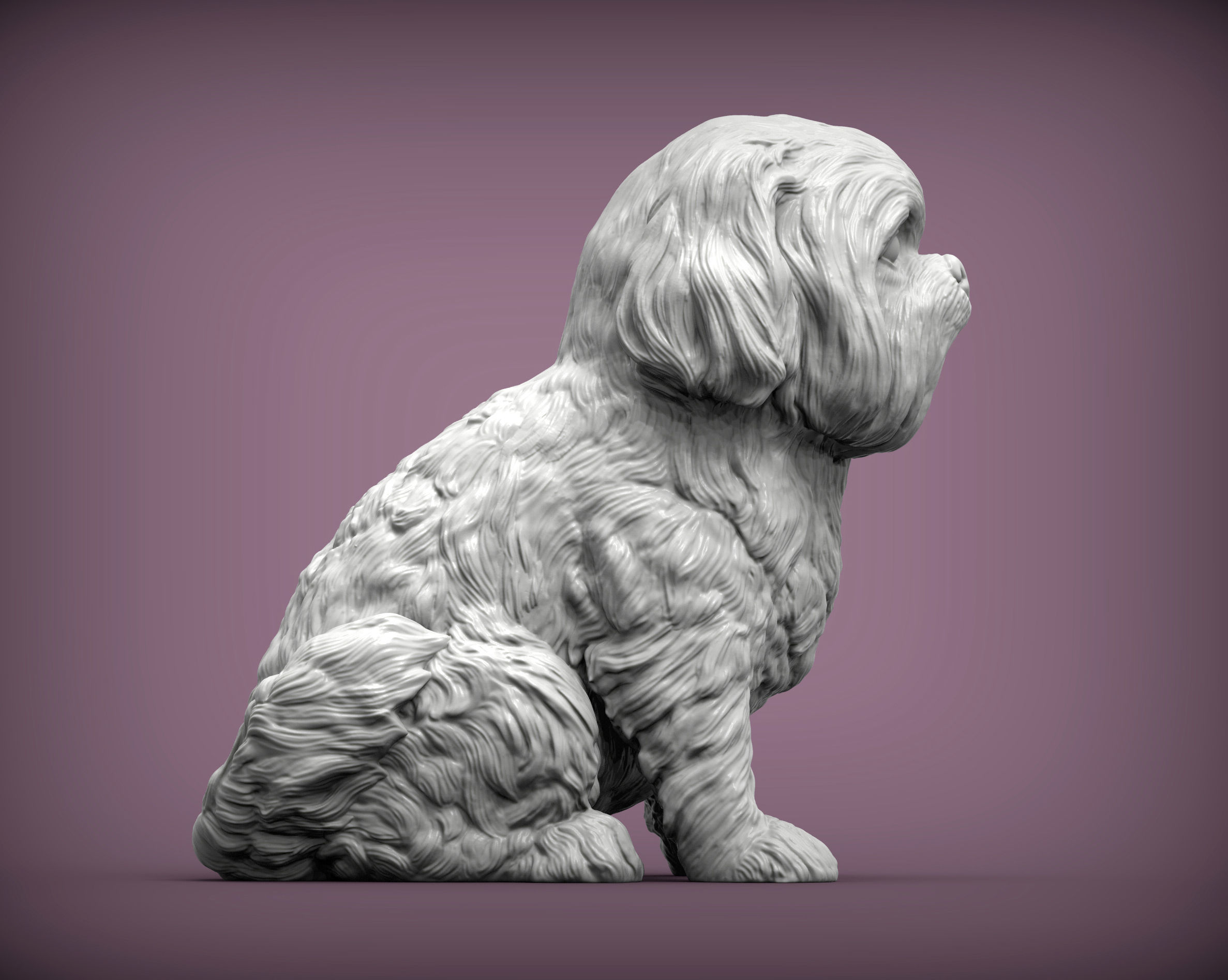 British Shih Tzu 3D print model 3D print model_3