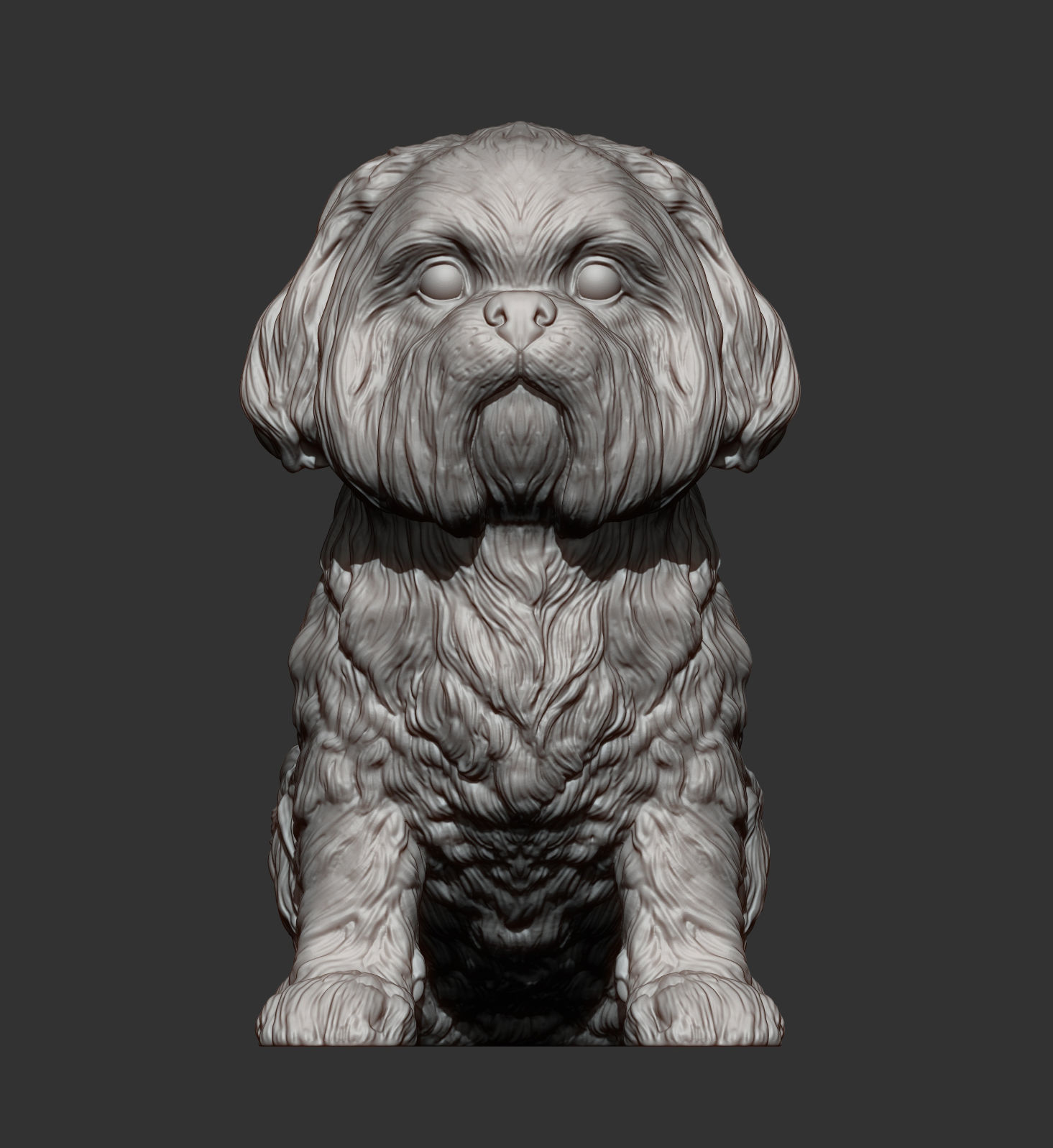 British Shih Tzu 3D print model 3D print model_8
