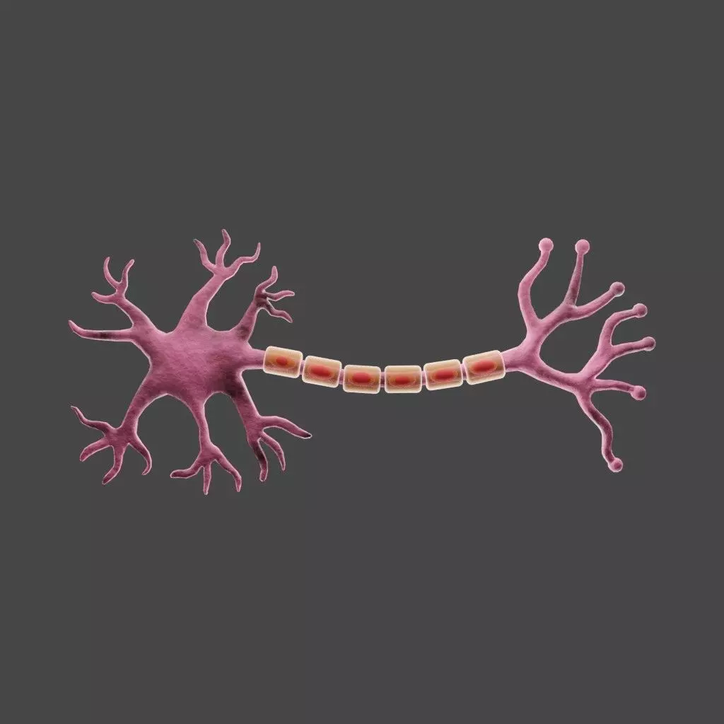 Neuron 3D model