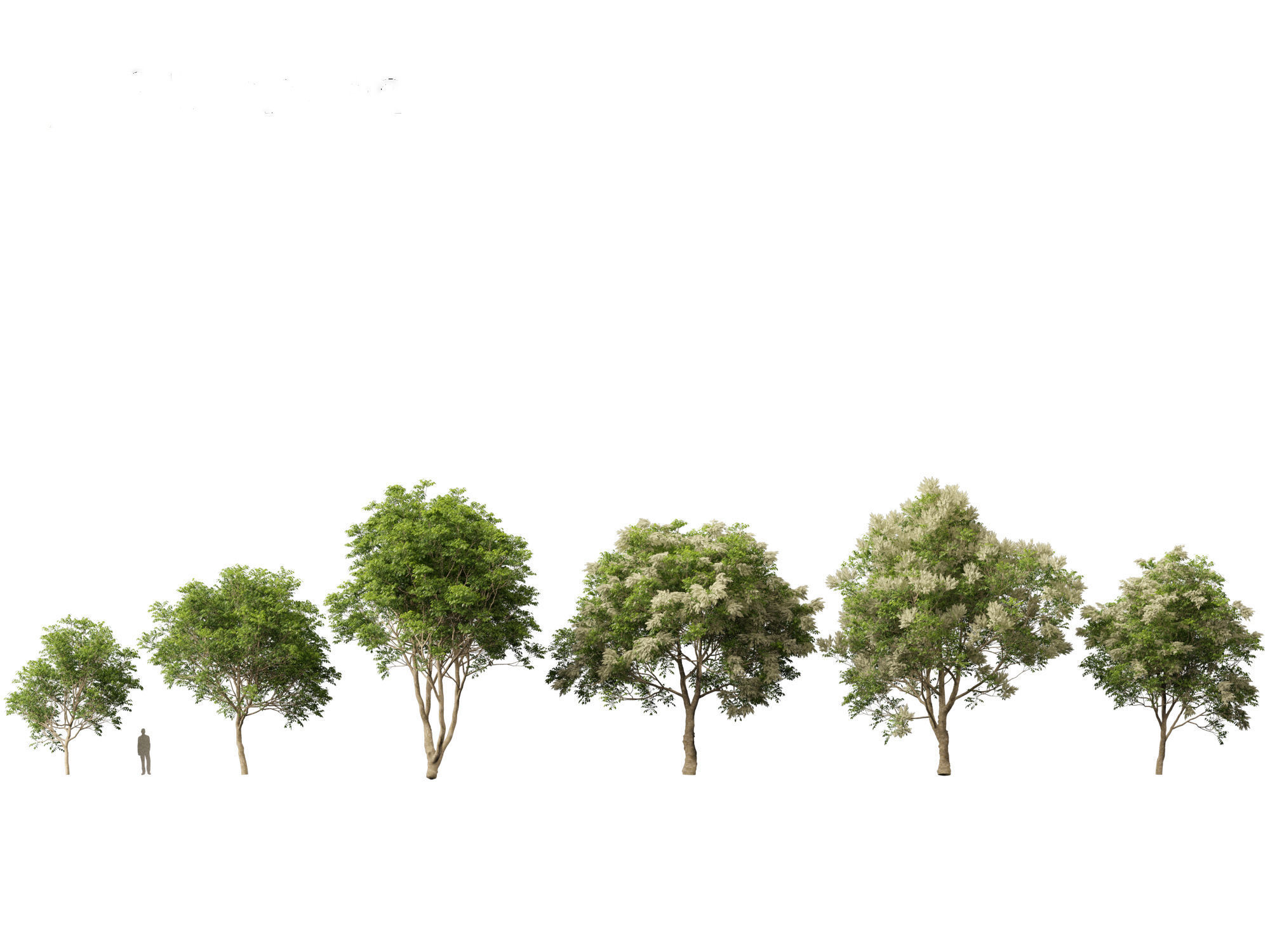 Fraxinus griffithii - Griffiths Ash 3D model_1
