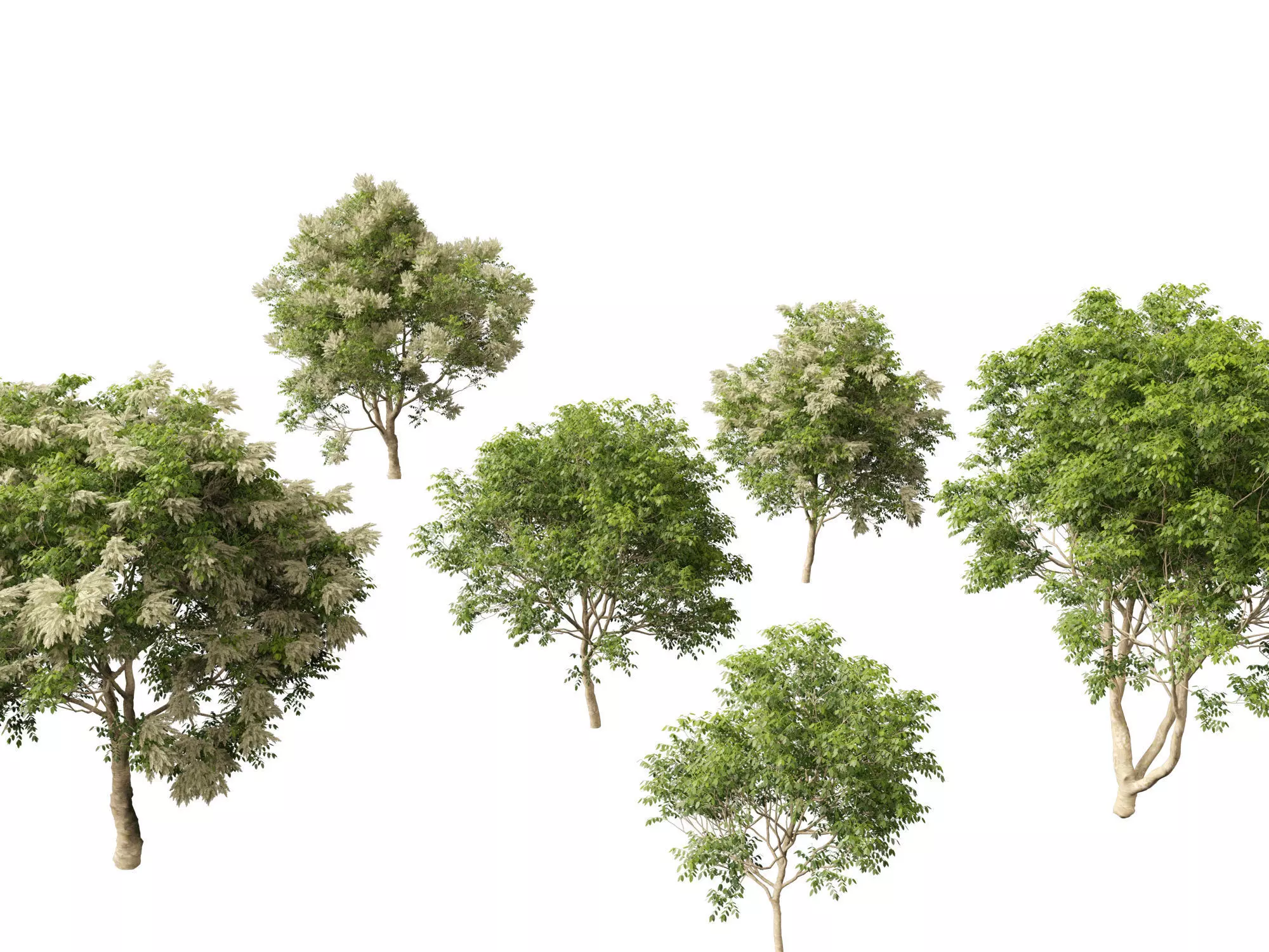 Fraxinus griffithii - Griffiths Ash 3D model_0