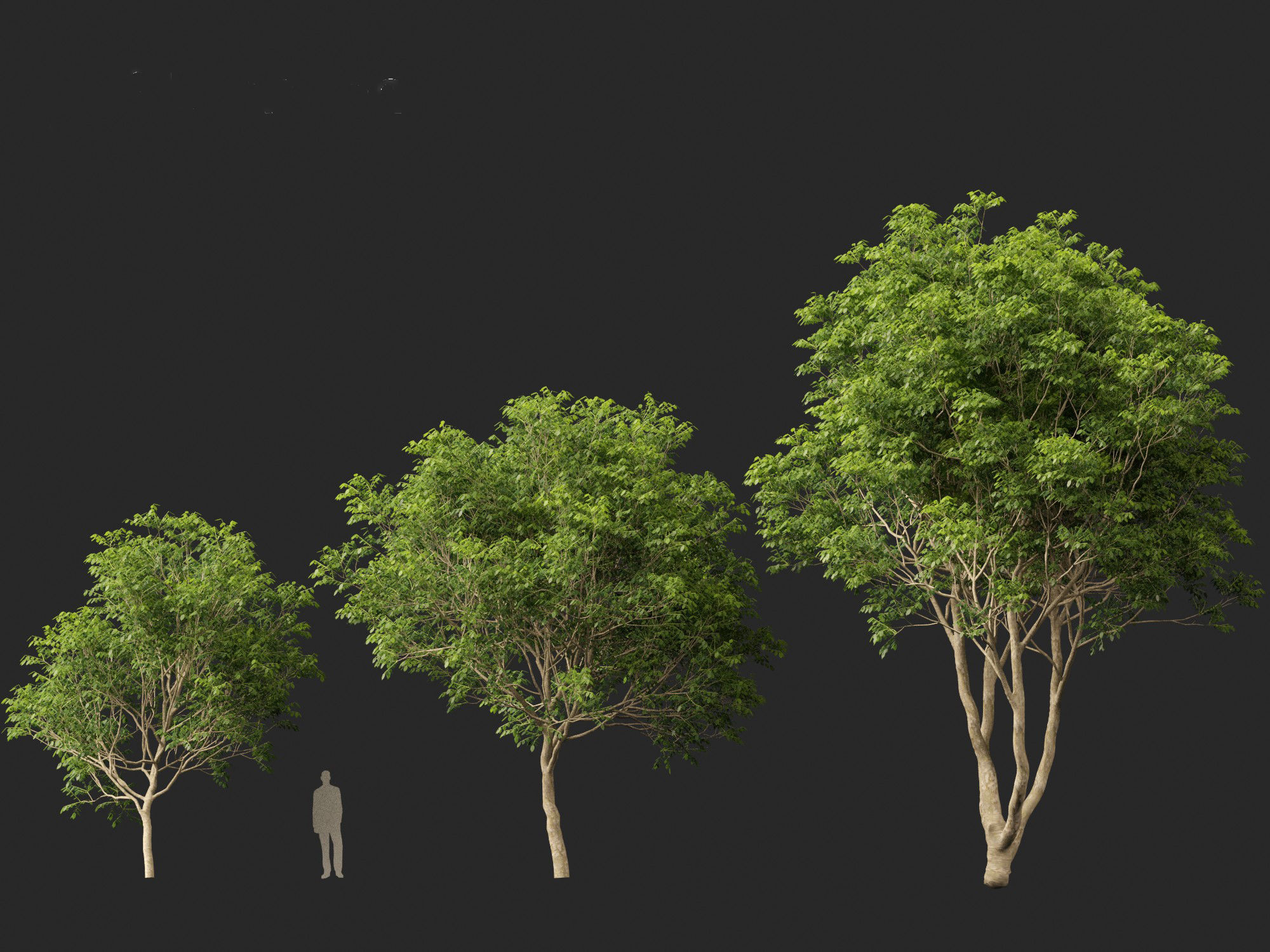 Fraxinus griffithii - Griffiths Ash 3D model_4