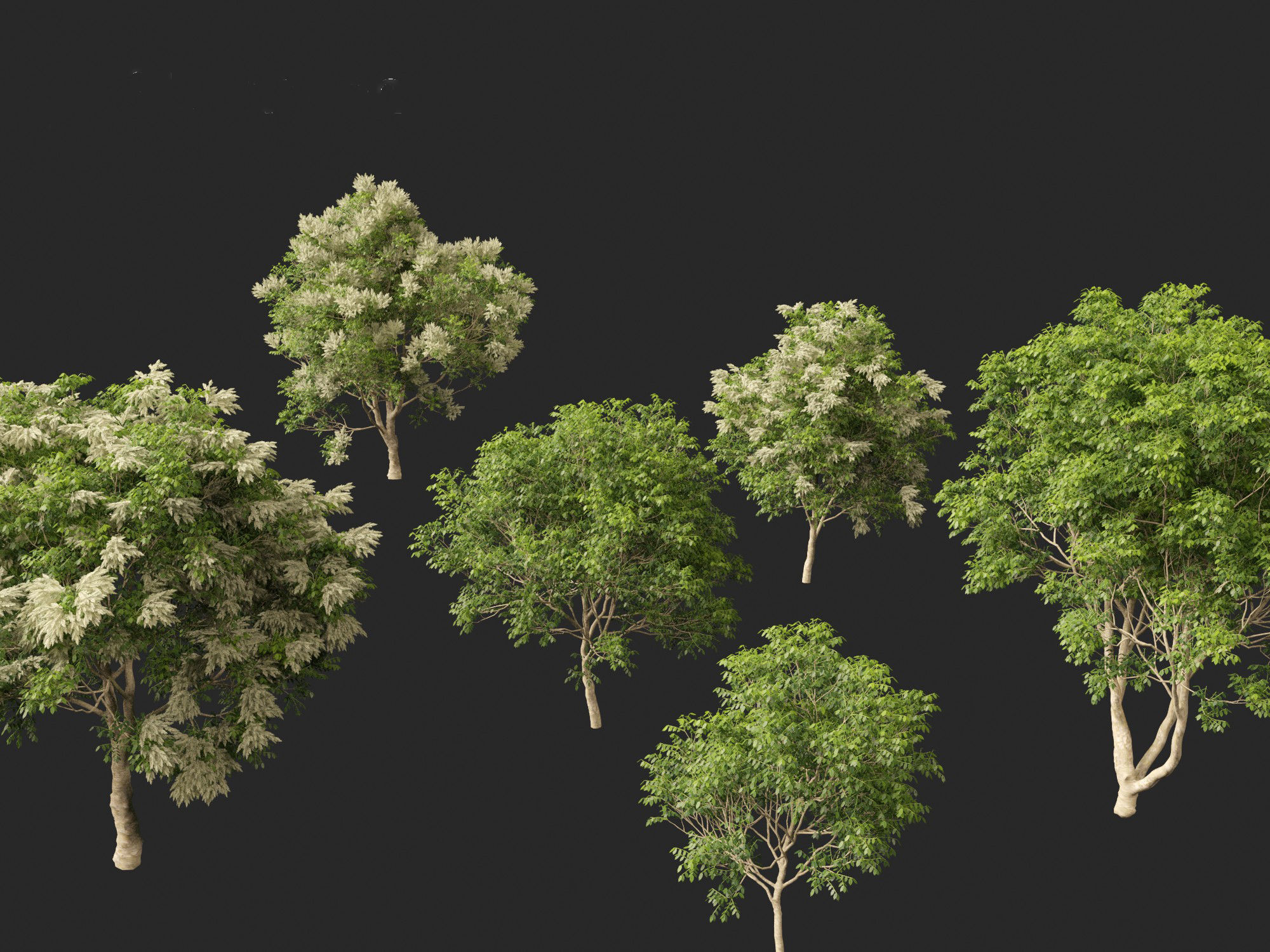 Fraxinus griffithii - Griffiths Ash 3D model_7