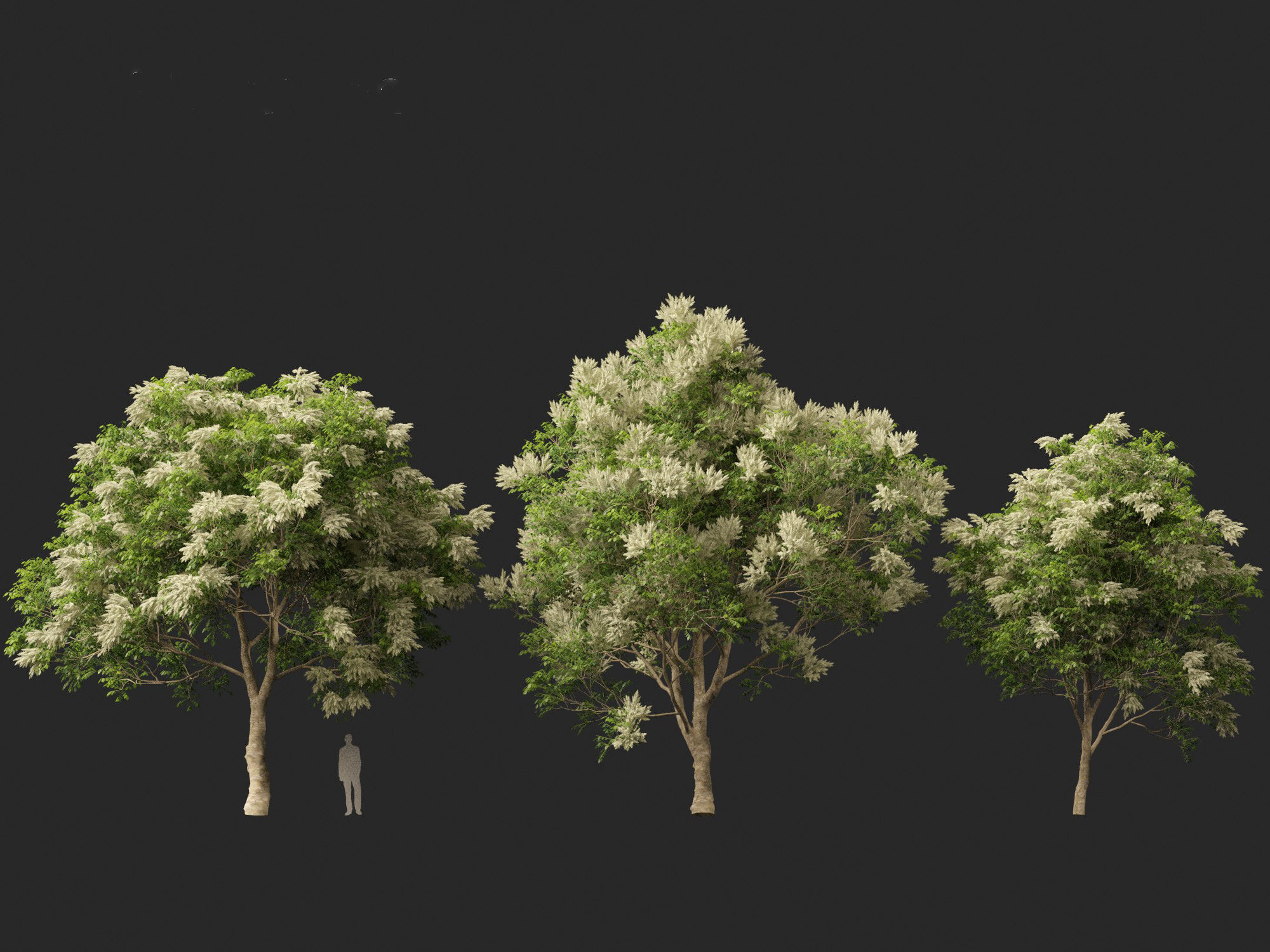 Fraxinus griffithii - Griffiths Ash 3D model_6