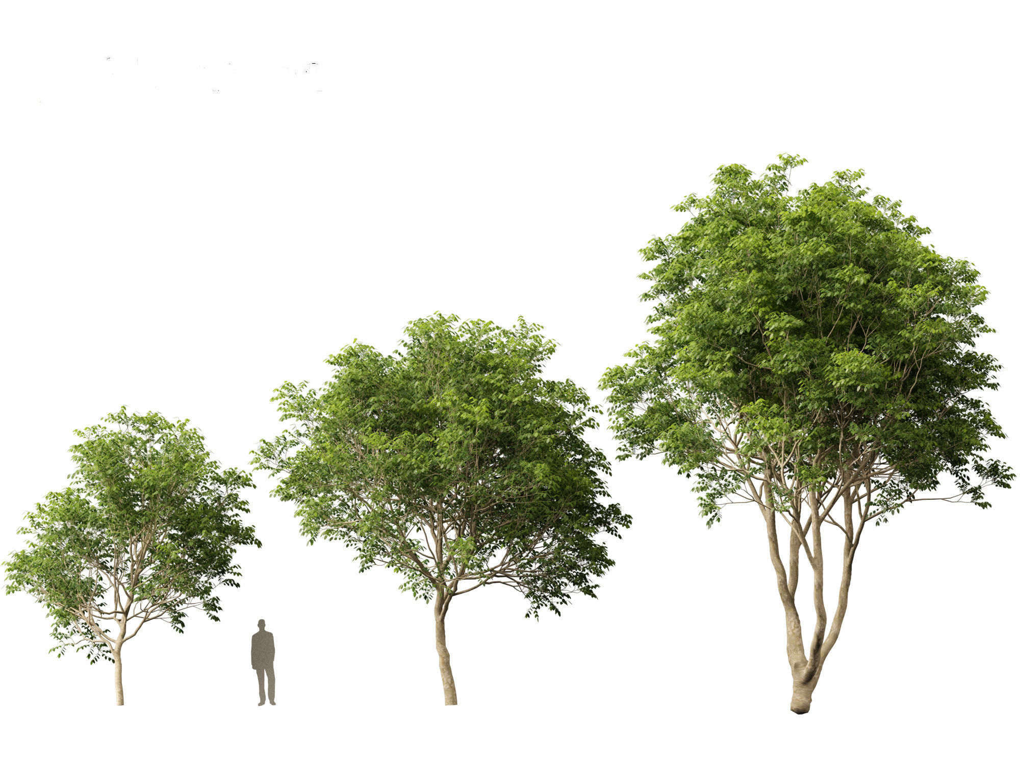 Fraxinus griffithii - Griffiths Ash 3D model_3