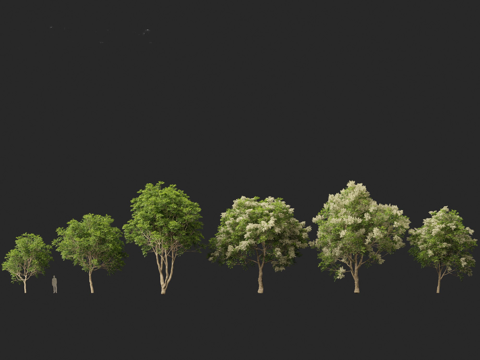 Fraxinus griffithii - Griffiths Ash 3D model_2