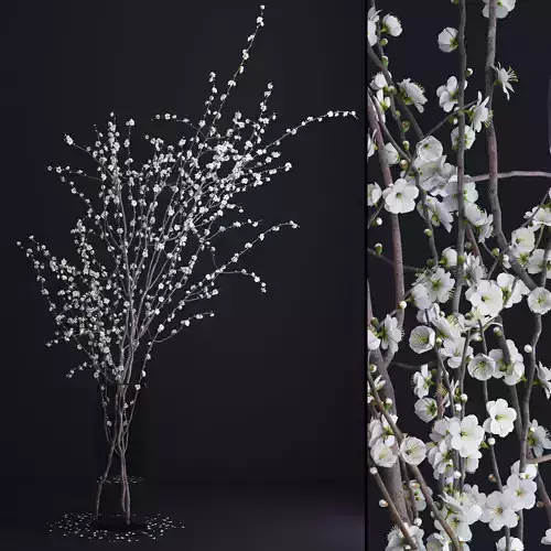 Prunus White Blossom 3D model