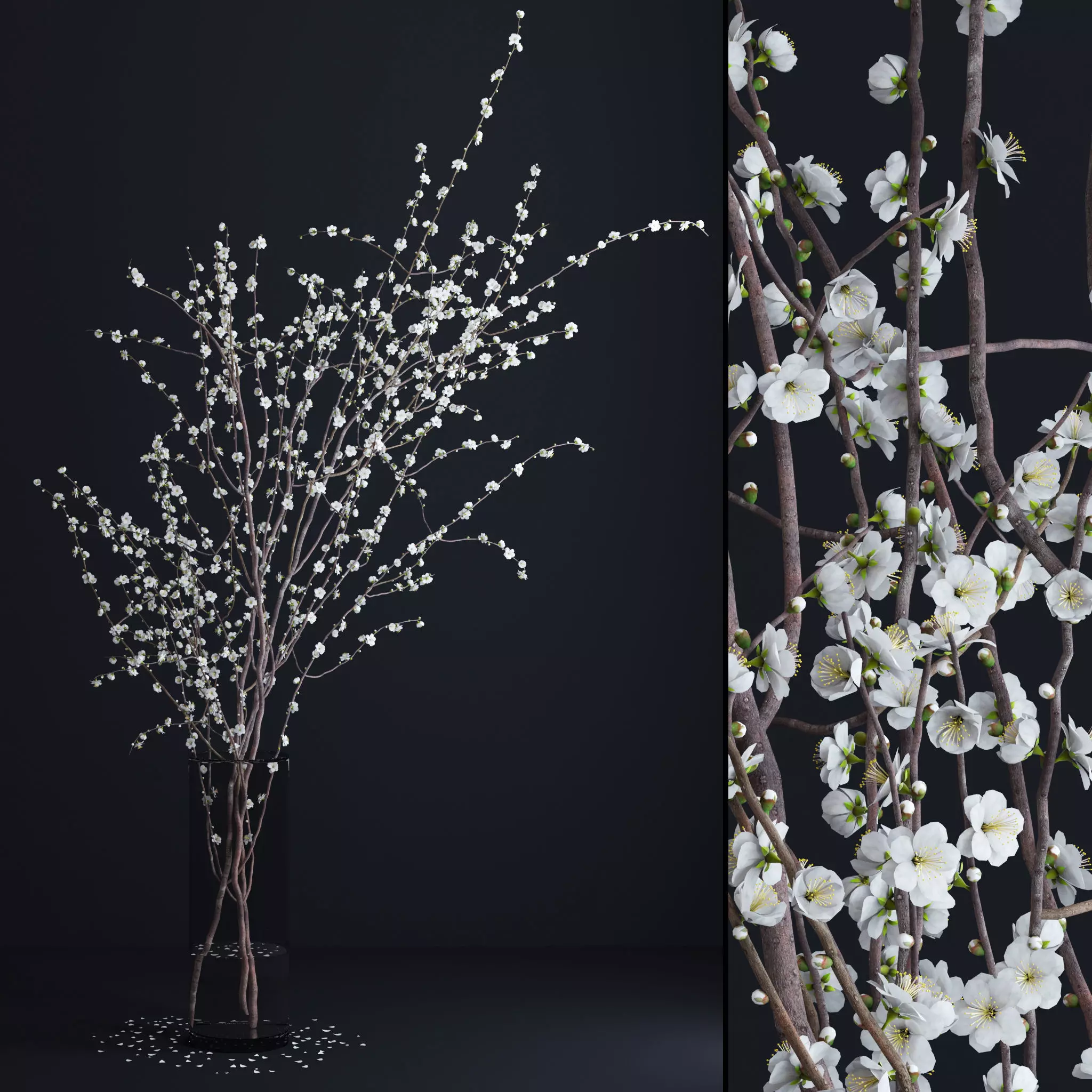 Prunus White Blossom 3D model