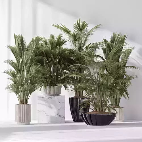 Areca Majesty Cat Reed Palm Vase 15