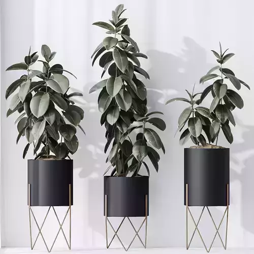 HQ HousePlants Rubber Ficus Elastica Abidjan Melany Set07 3D model