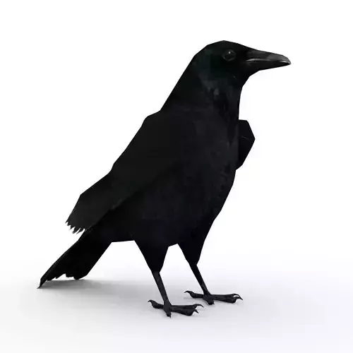 Carrion Crow Animated Low-poly 3D model