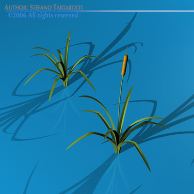 Pond plant 3D model_4
