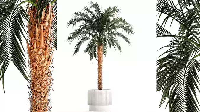 Small lush palm tree in a white pot Date Robelena 1439