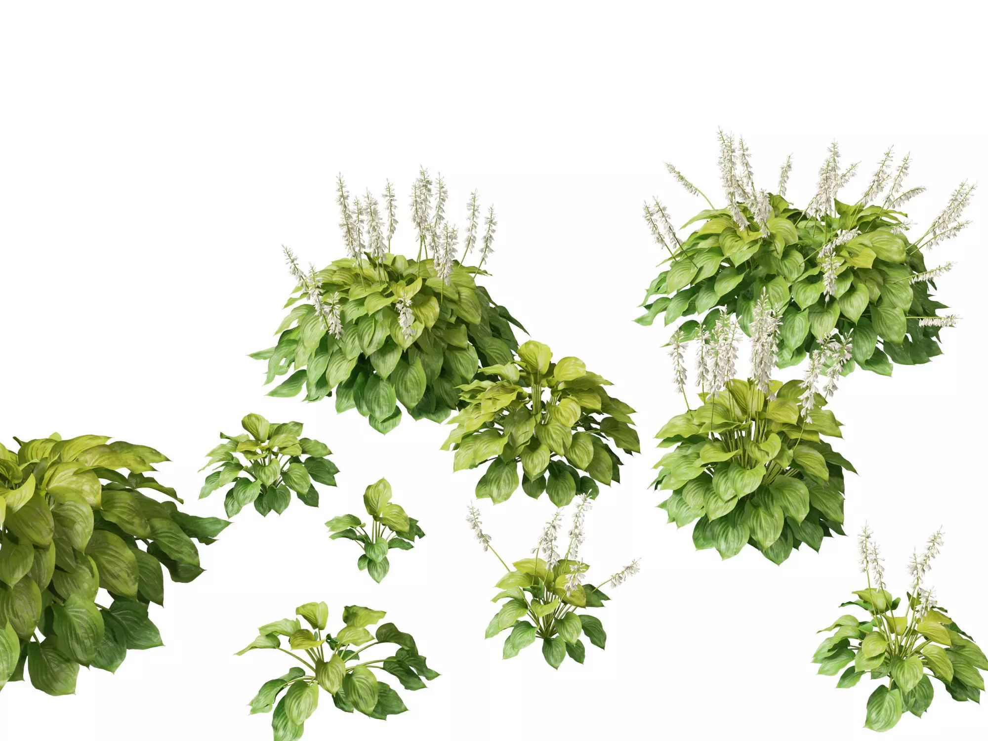 Hosta plantaginea - Fragrant plantain lily 3D model_0