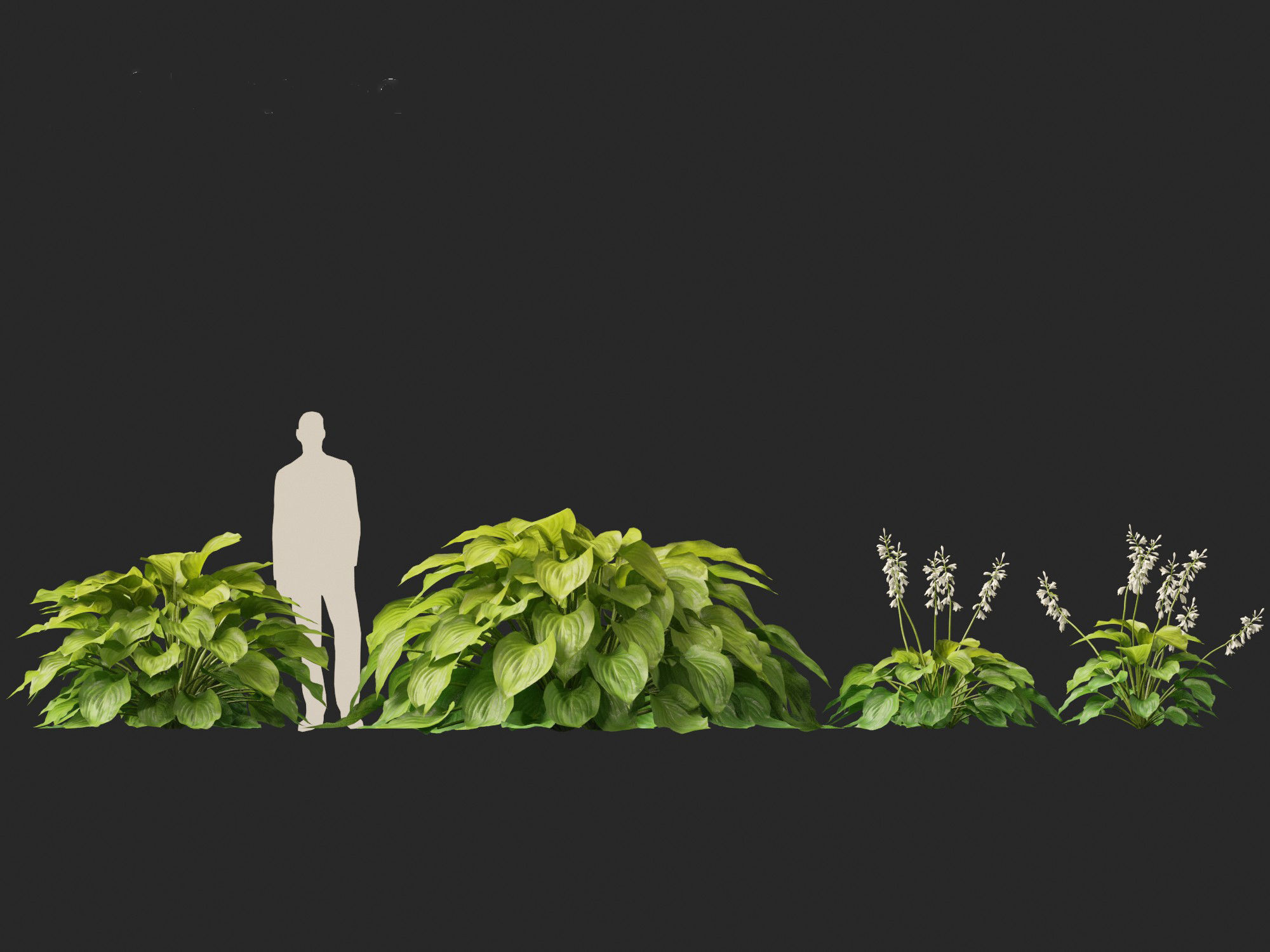 Hosta plantaginea - Fragrant plantain lily 3D model_9