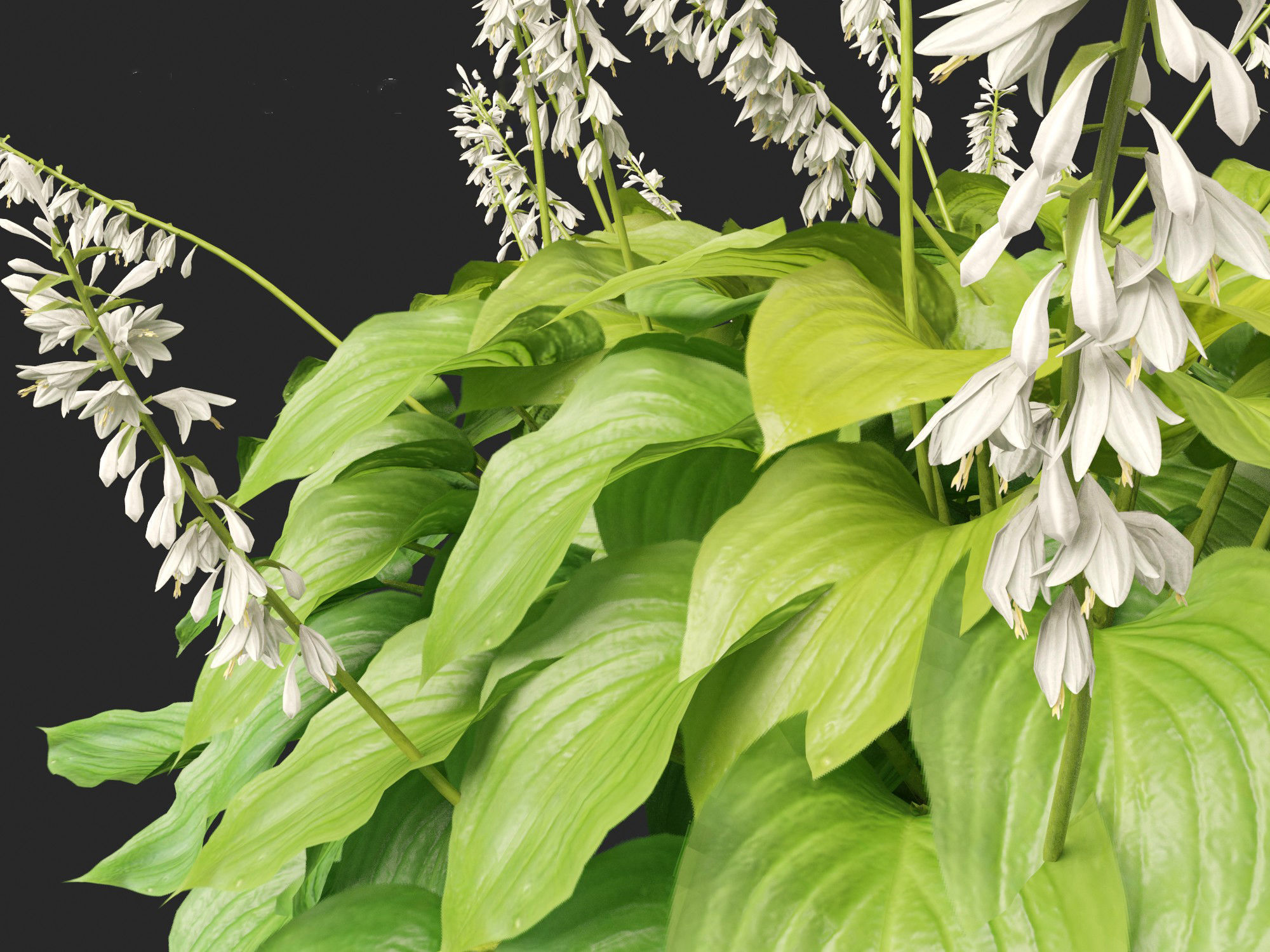 Hosta plantaginea - Fragrant plantain lily 3D model_4