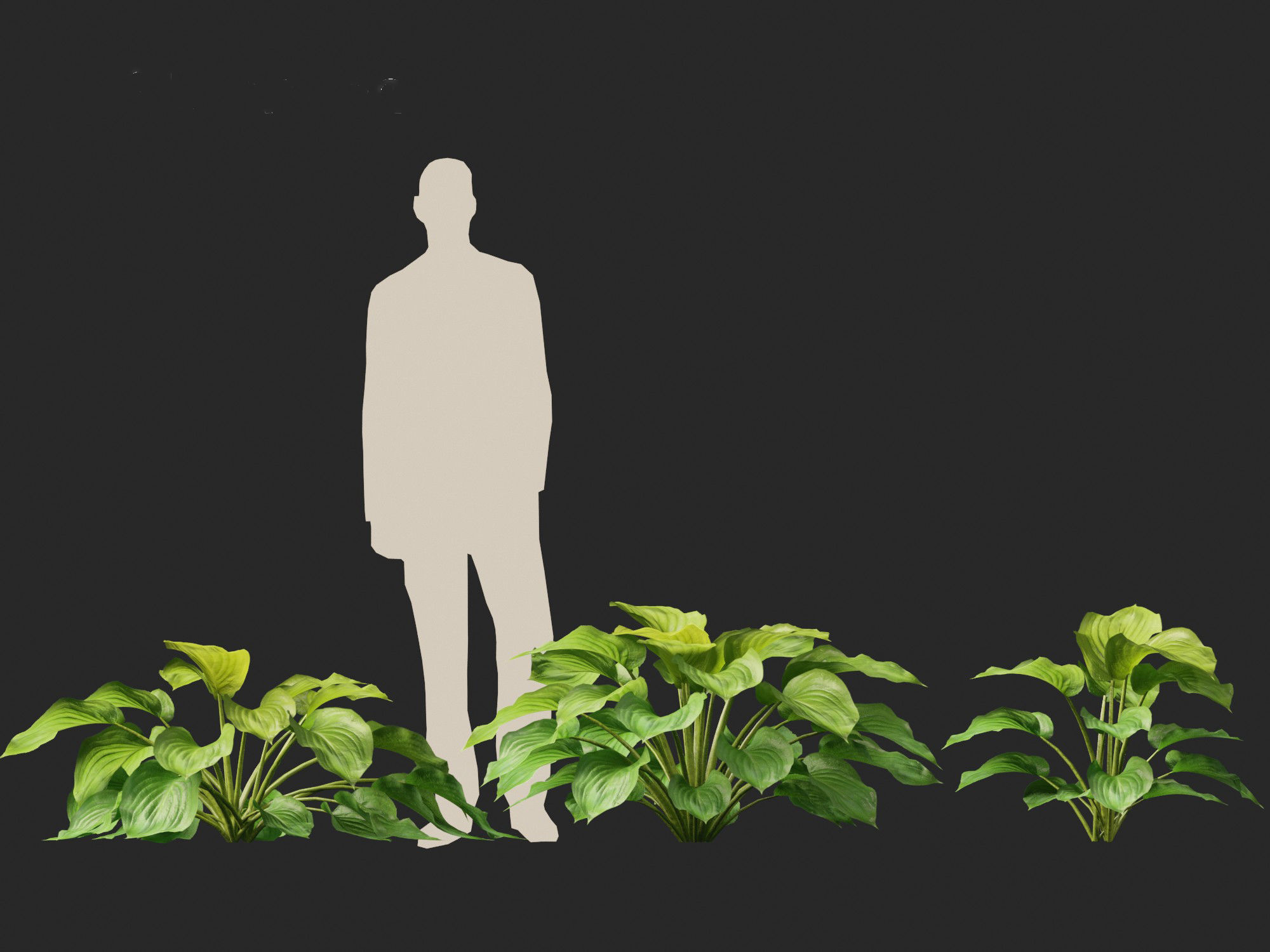 Hosta plantaginea - Fragrant plantain lily 3D model_7