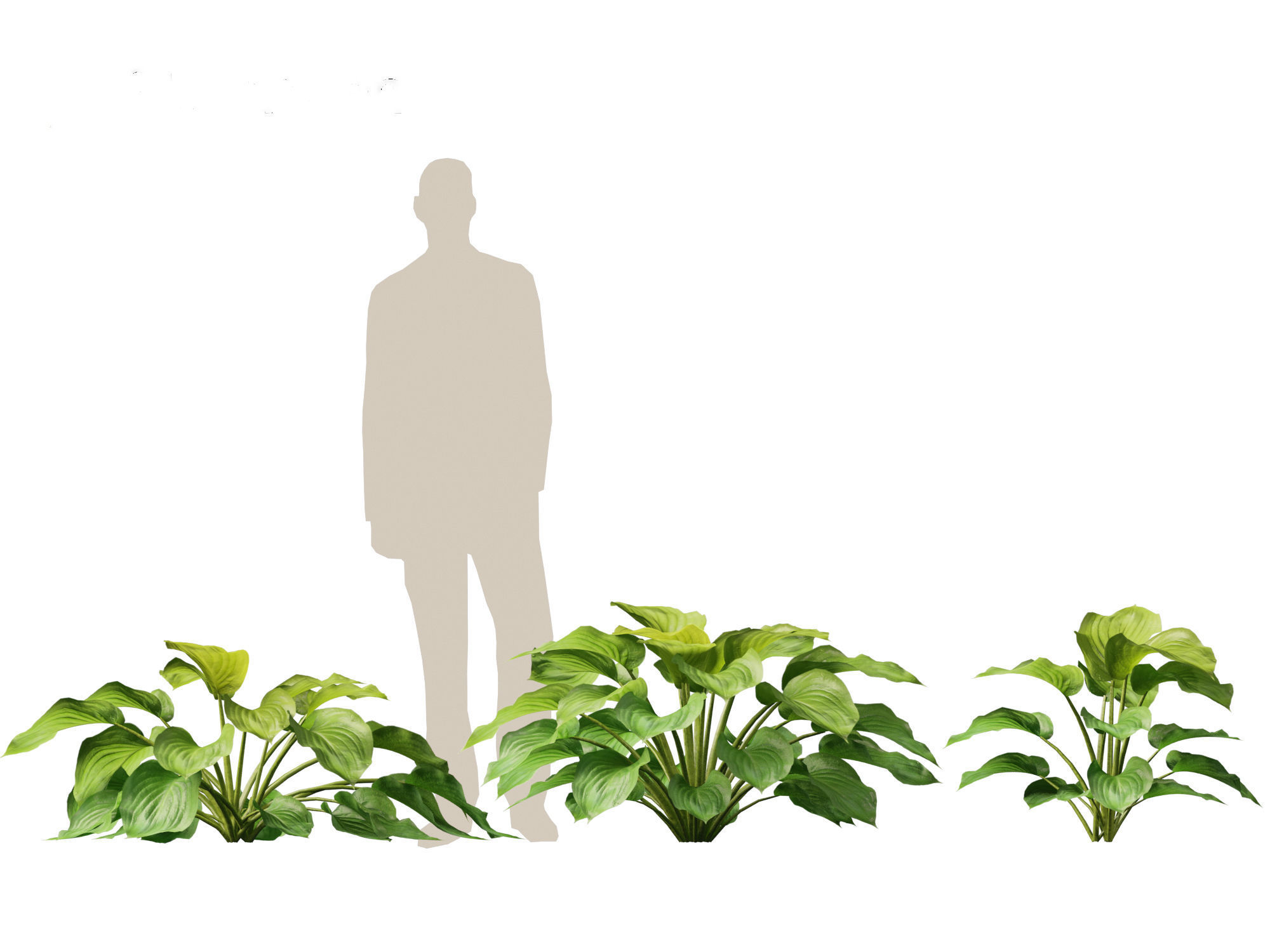 Hosta plantaginea - Fragrant plantain lily 3D model_6