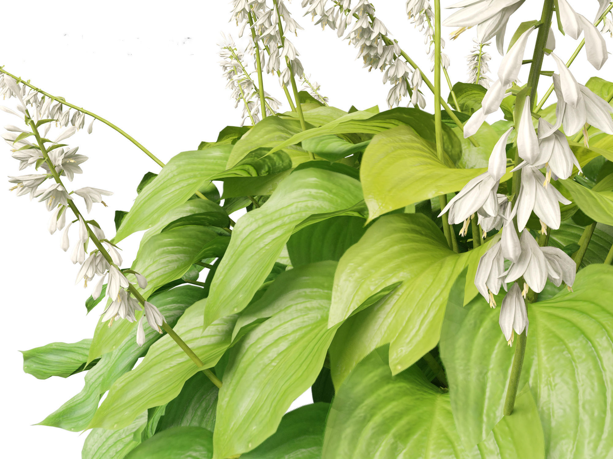 Hosta plantaginea - Fragrant plantain lily 3D model_3