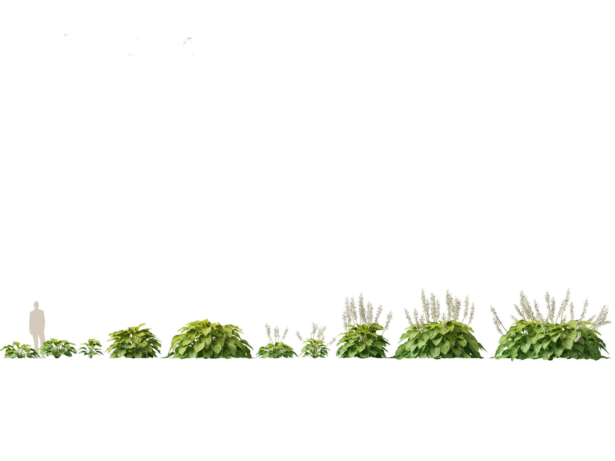 Hosta plantaginea - Fragrant plantain lily 3D model_1