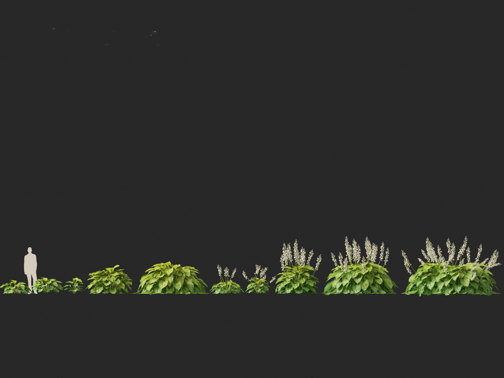 Hosta plantaginea - Fragrant plantain lily 3D model_5