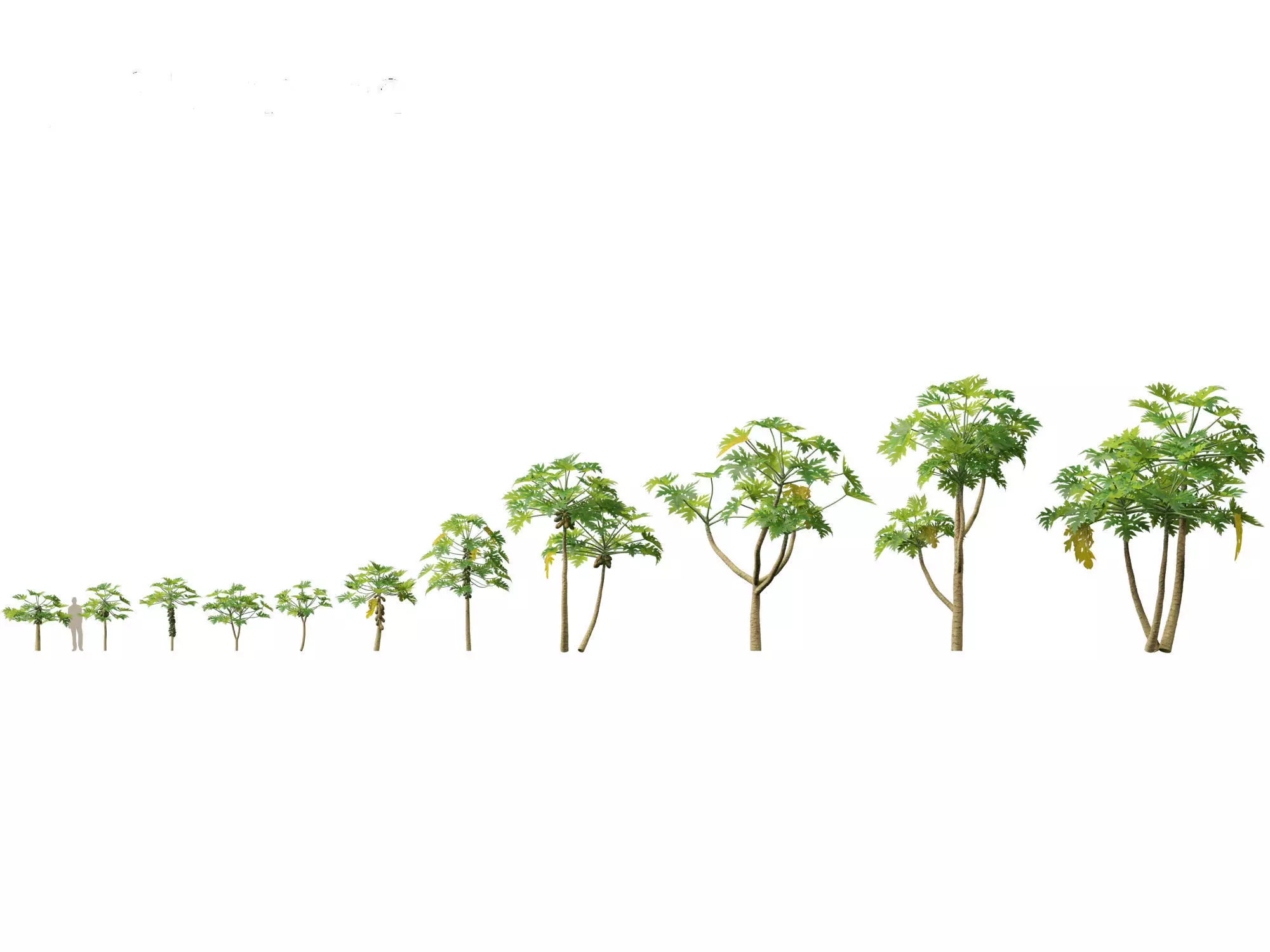 Carica papaya - Pawpaw 3D model