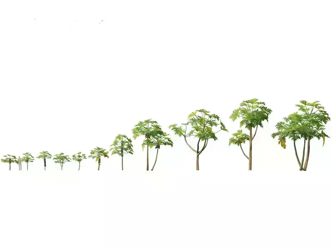 Carica papaya - Pawpaw