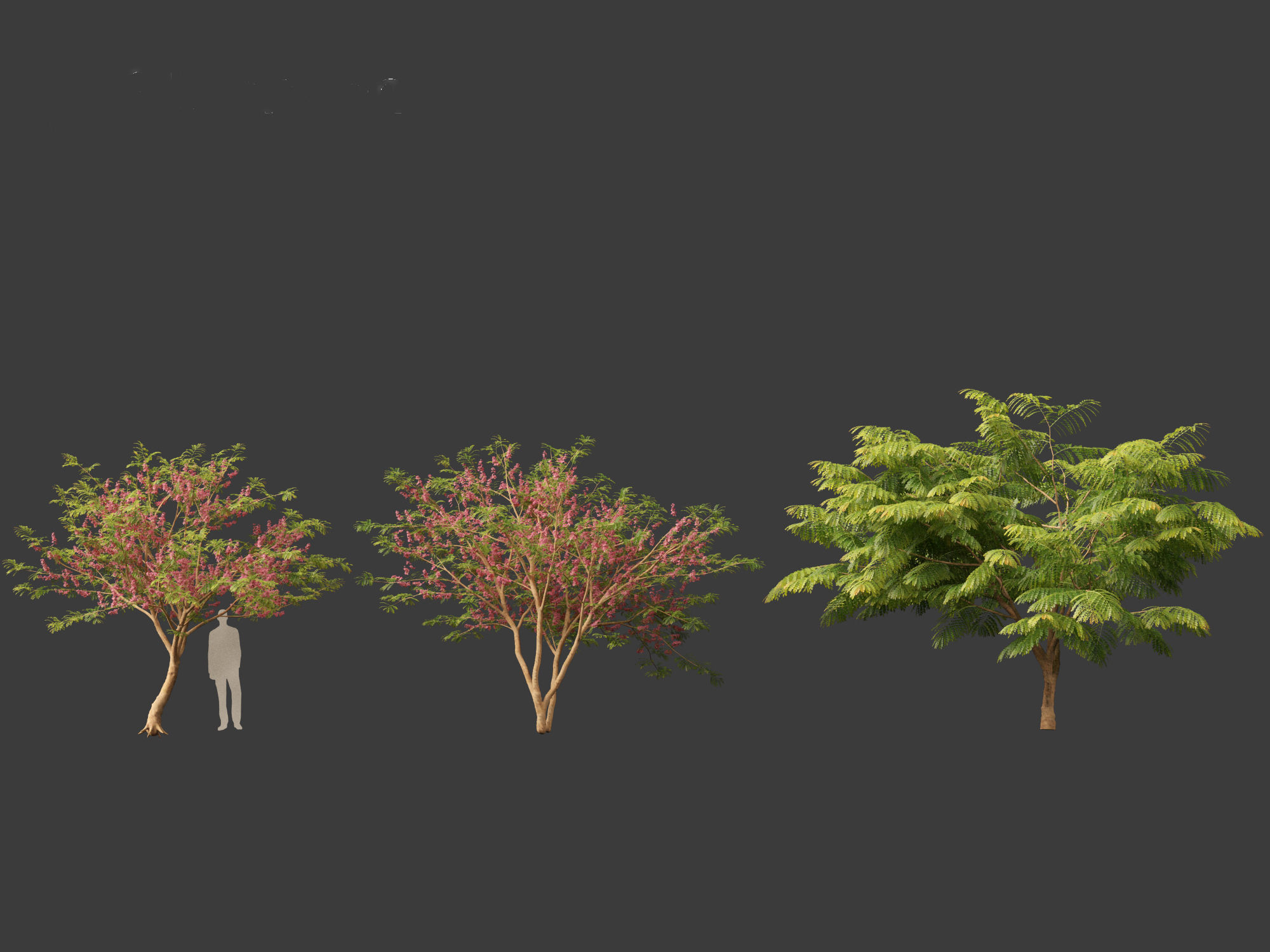 Cassia javanica - apple blossom tree 3D model_9