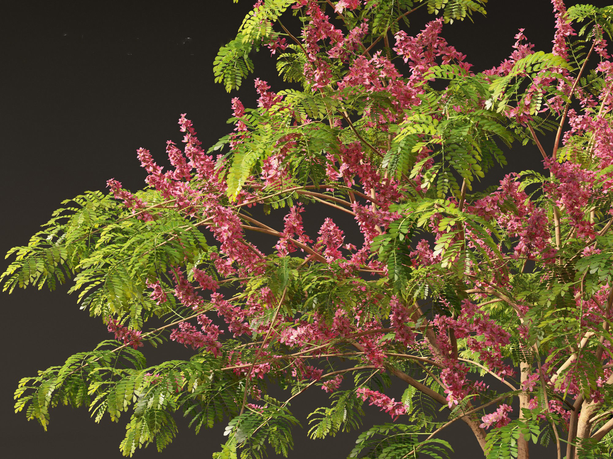 Cassia javanica - apple blossom tree 3D model_2
