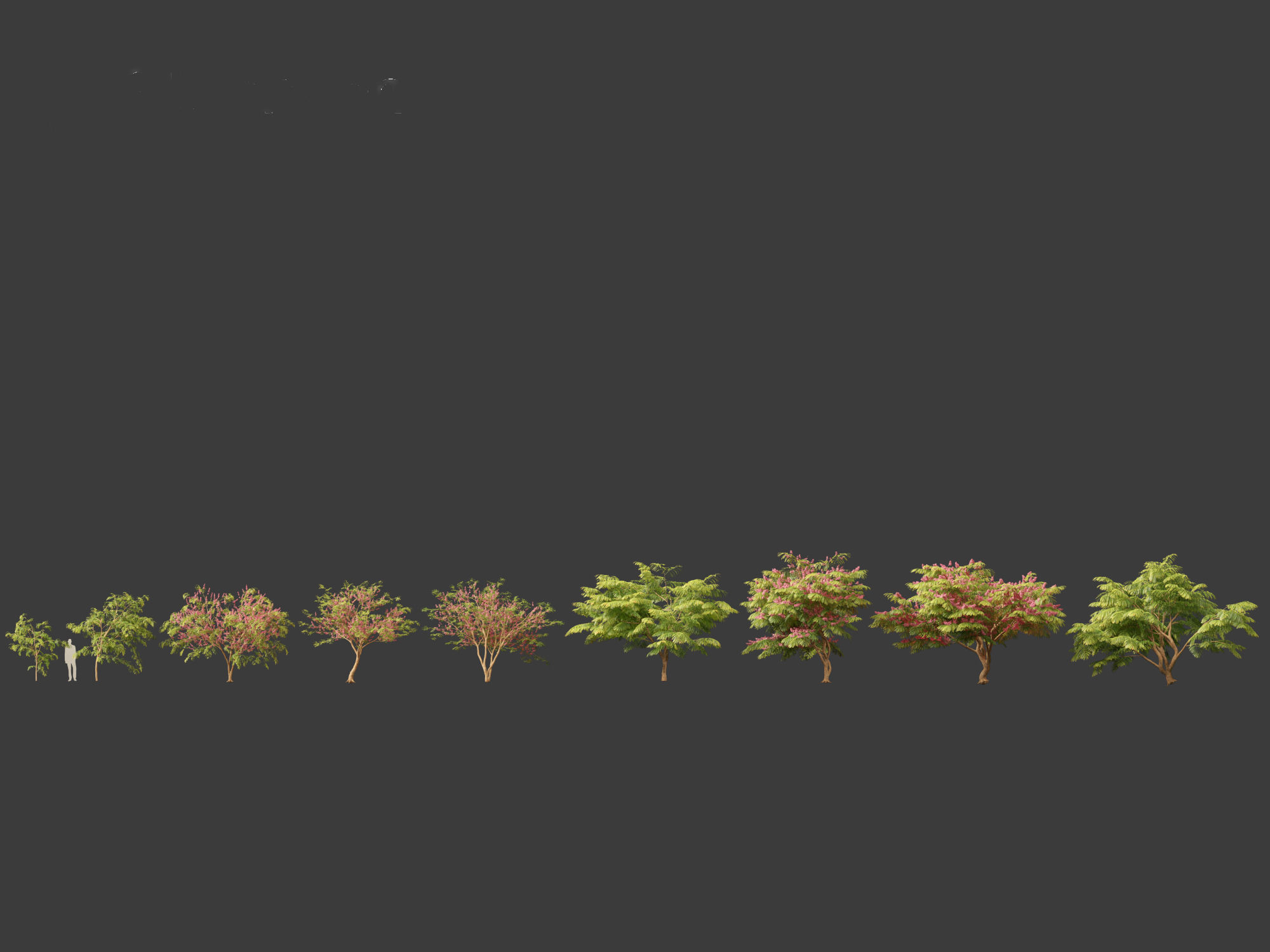 Cassia javanica - apple blossom tree 3D model_5