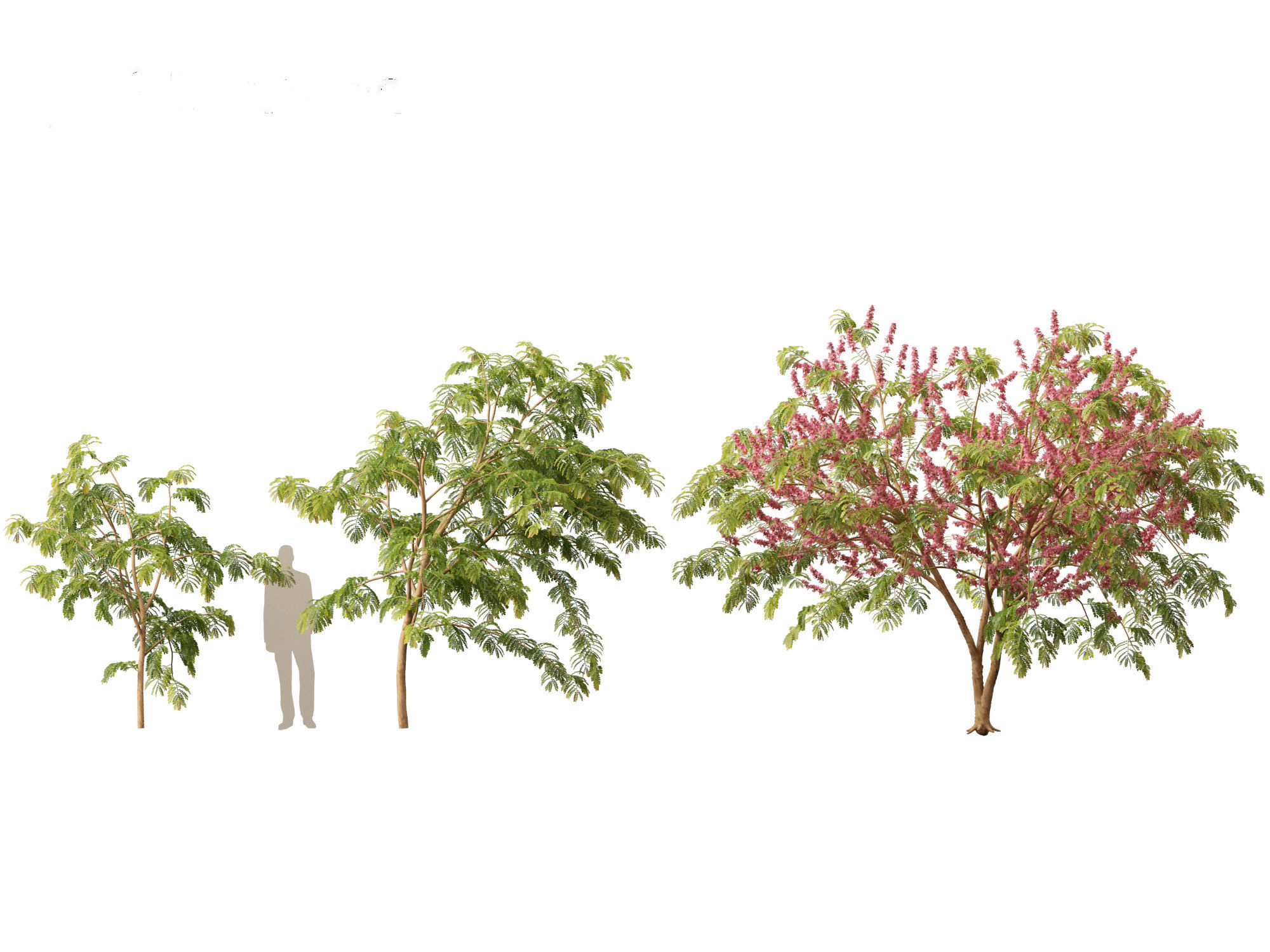 Cassia javanica - apple blossom tree 3D model_6