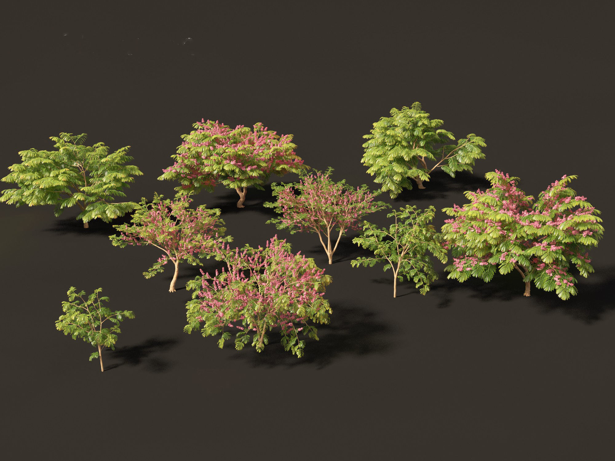Cassia javanica - apple blossom tree 3D model_12