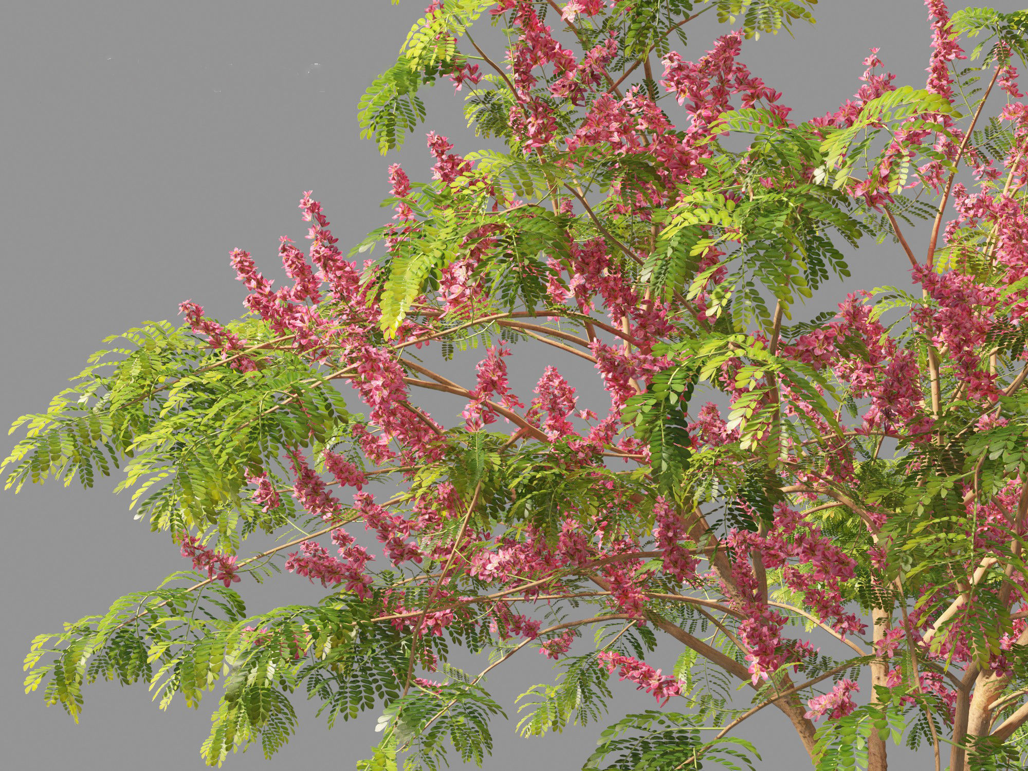 Cassia javanica - apple blossom tree 3D model_3